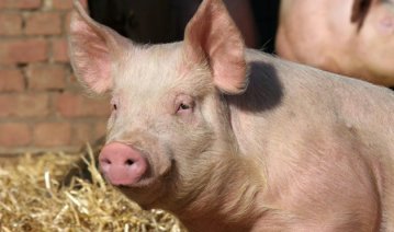 Pig (1)