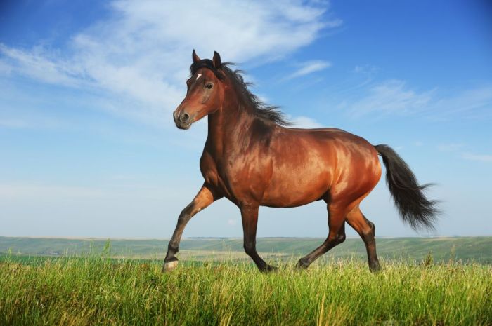 horse