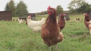 free range chickens