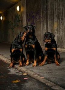rotweilers