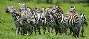 zebras