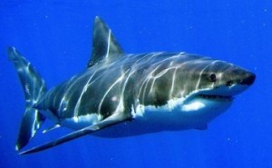 Great_White_Shark