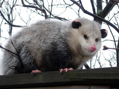 opossum
